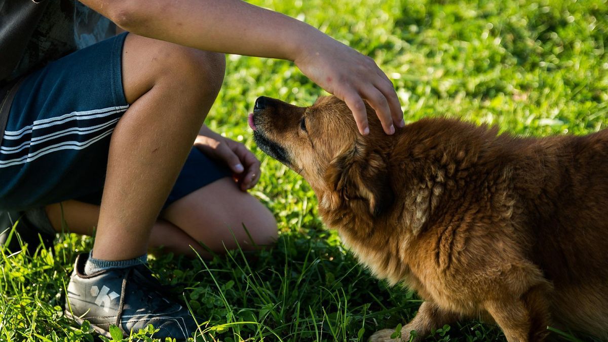 Diputados debaten la Ley Conan para endurecer sanciones por Maltrato animal